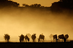 Blue wildebeest in dust