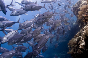 School of Big Eyed Jack swimming over a reef