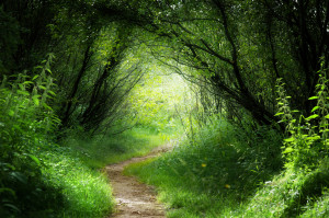 Way in deep forest