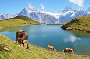 Cows in an Alpine meadow. Jungfrau region, Switzerland